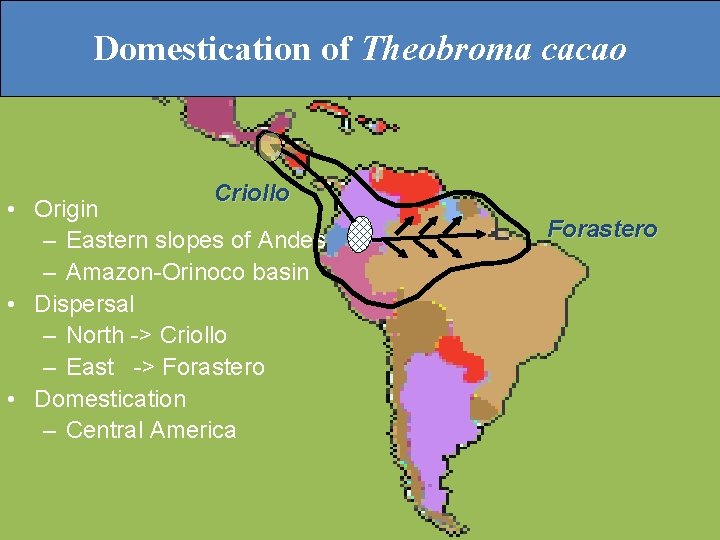 Domestication of Theobroma cacao Criollo • Origin – Eastern slopes of Andes – Amazon-Orinoco