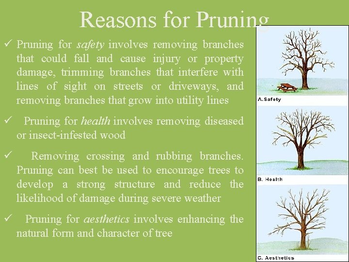 Reasons for Pruning ü Pruning for safety involves removing branches that could fall and