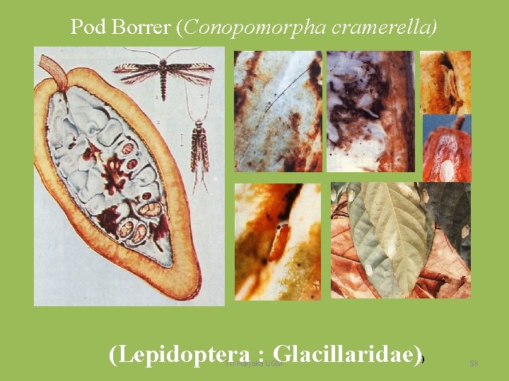 Pod Borrer (Conopomorpha cramerella) (Lepidoptera : Glacillaridae) Tri Harjaka UGM ) 58 