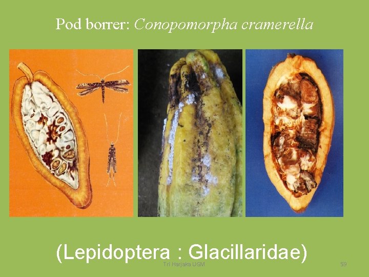 Pod borrer: Conopomorpha cramerella (Lepidoptera : Glacillaridae) Tri Harjaka UGM 59 