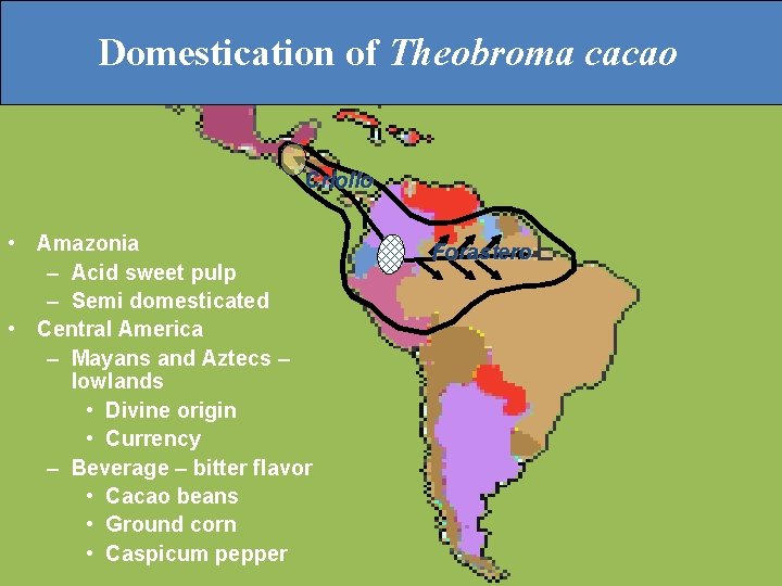Domestication of Theobroma cacao Criollo • Amazonia – Acid sweet pulp – Semi domesticated