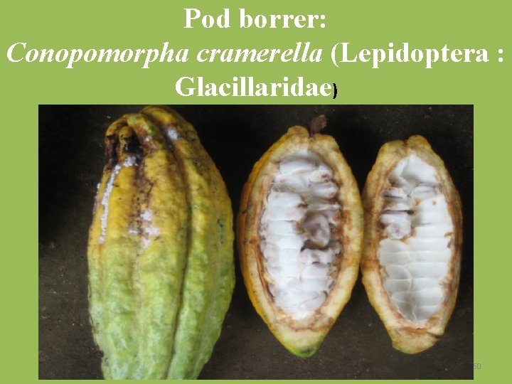 Pod borrer: Conopomorpha cramerella (Lepidoptera : Glacillaridae) Tri Harjaka UGM 60 
