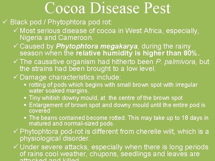 Cocoa Disease Pest ü Black pod / Phytophtora pod rot: ü Most serious disease