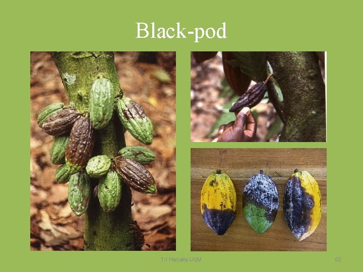 Black pod Tri Harjaka UGM 62 