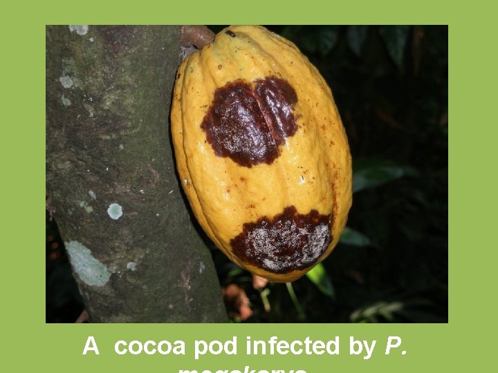 A cocoa pod infected by P. 