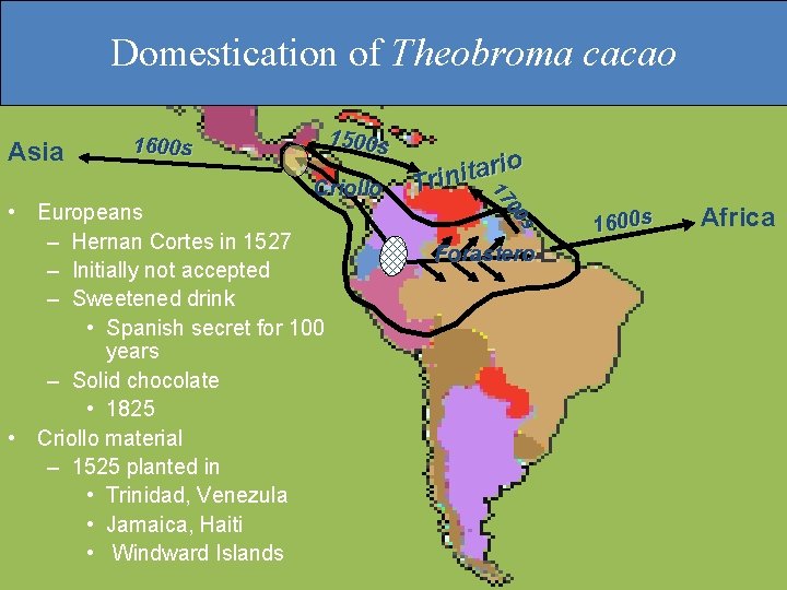 Domestication of Theobroma cacao Asia 1600 s 1500 s • Europeans – Hernan Cortes