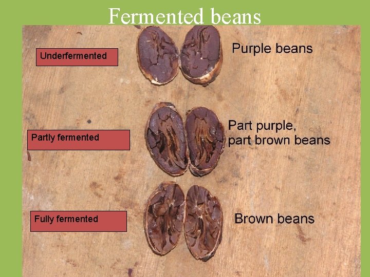 Fermented beans Underfermented Partly fermented Fully fermented 