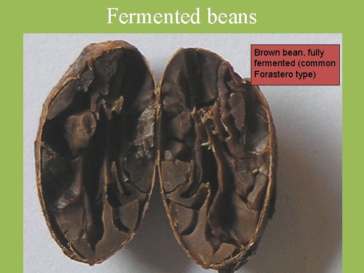 Fermented beans Brown bean, fully fermented (common Forastero type) 