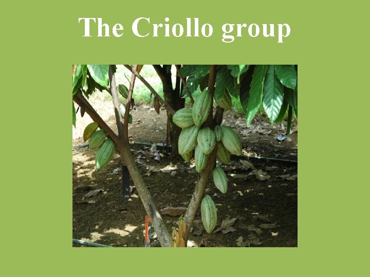 The Criollo group 