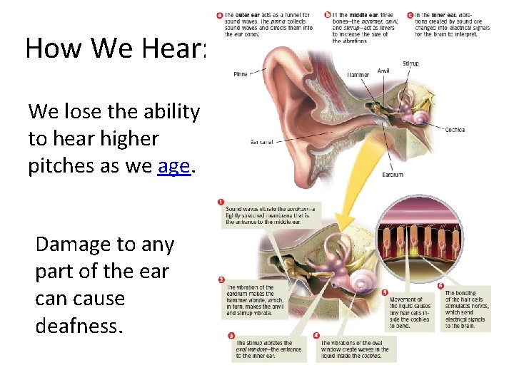 How We Hear: We lose the ability to hear higher pitches as we age.