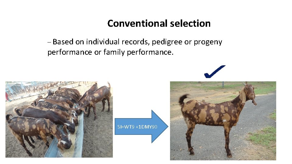 Conventional selection – Based on individual records, pedigree or progeny performance or family performance.