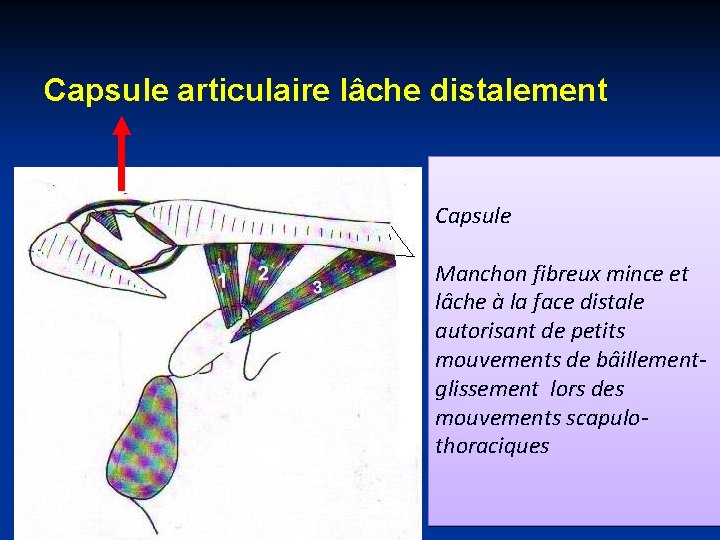 Capsule articulaire lâche distalement Capsule Manchon fibreux mince et lâche à la face distale