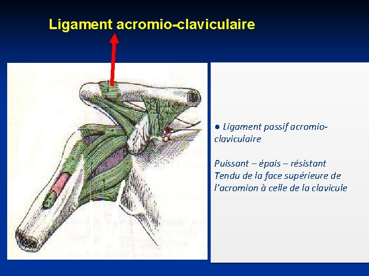Ligament acromio-claviculaire ● Ligament passif acromioclaviculaire Puissant – épais – résistant Tendu de la