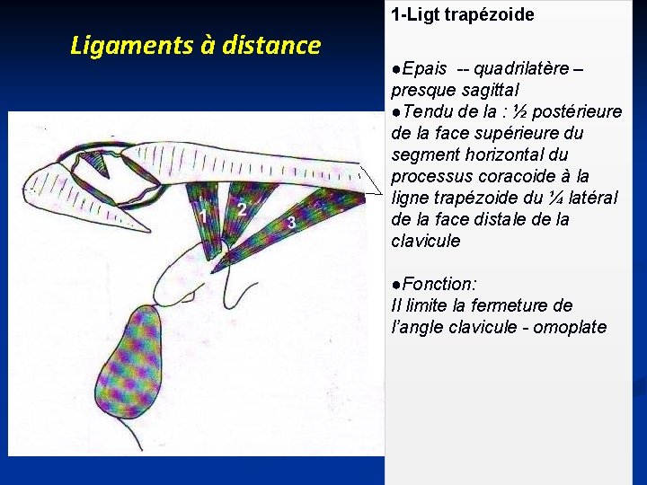 1 -Ligt trapézoide Ligaments à distance ●Epais -- quadrilatère – presque sagittal ●Tendu de