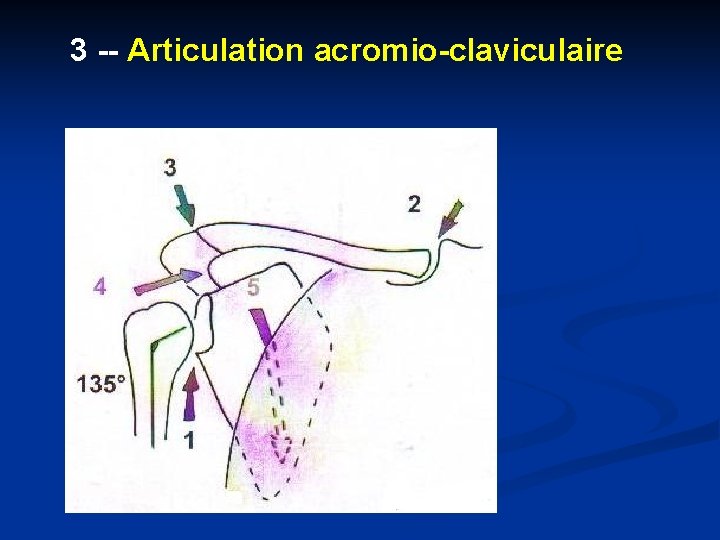 3 -- Articulation acromio-claviculaire 