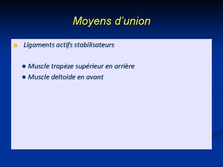 Moyens d’union n Ligaments actifs stabilisateurs ● Muscle trapèze supérieur en arrière ● Muscle