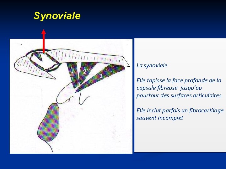 Synoviale La synoviale Elle tapisse la face profonde de la capsule fibreuse jusqu’au pourtour