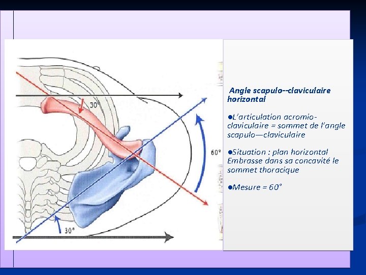 Angle scapulo--claviculaire horizontal ●L’articulation acromioclaviculaire = sommet de l’angle scapulo—claviculaire ●Situation : plan horizontal