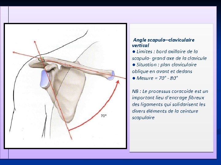 Angle scapulo--claviculaire vertical ● Limites : bord axillaire de la scapula- grand axe de