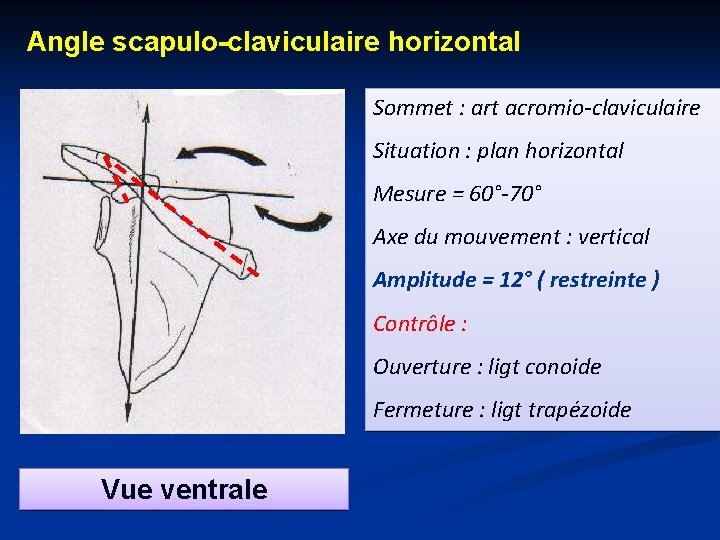 Angle scapulo-claviculaire horizontal Sommet : art acromio-claviculaire Situation : plan horizontal Mesure = 60°-70°