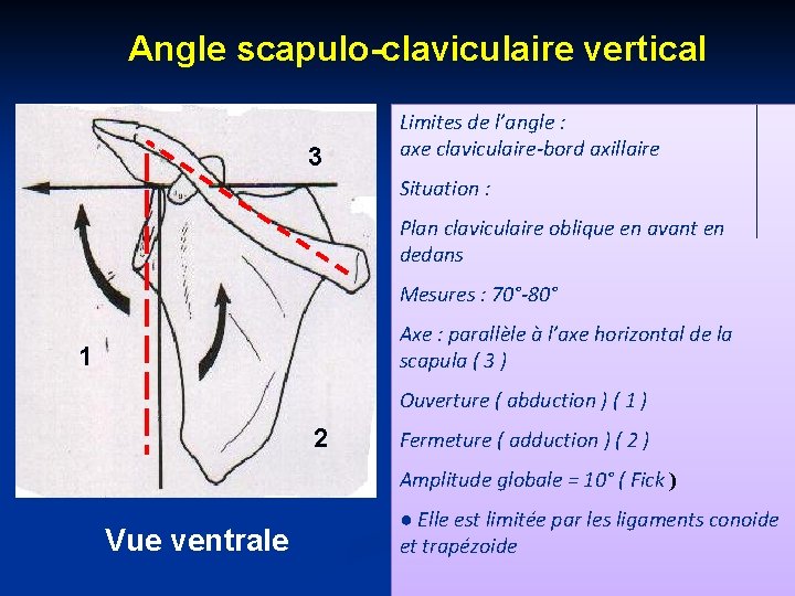 Angle scapulo-claviculaire vertical 3 Limites de l’angle : axe claviculaire-bord axillaire Situation : Plan