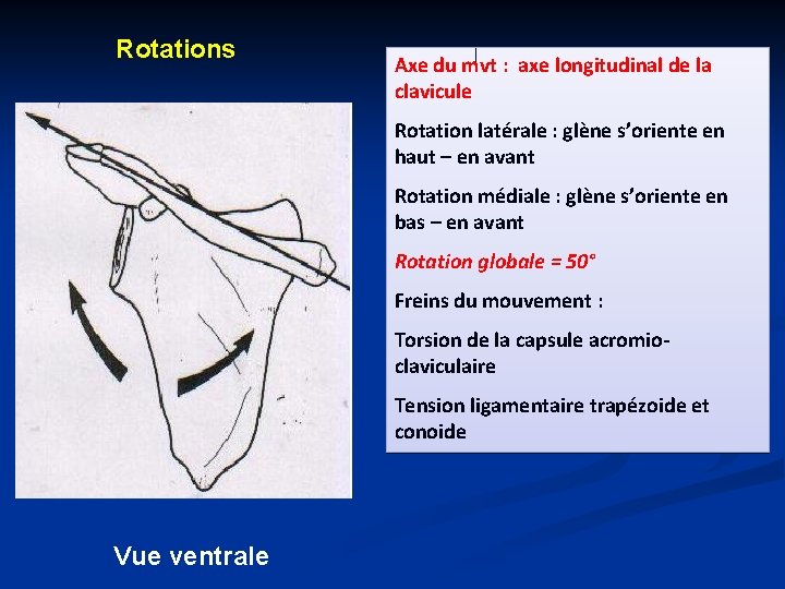 Rotations Axe du mvt : axe longitudinal de la clavicule Rotation latérale : glène