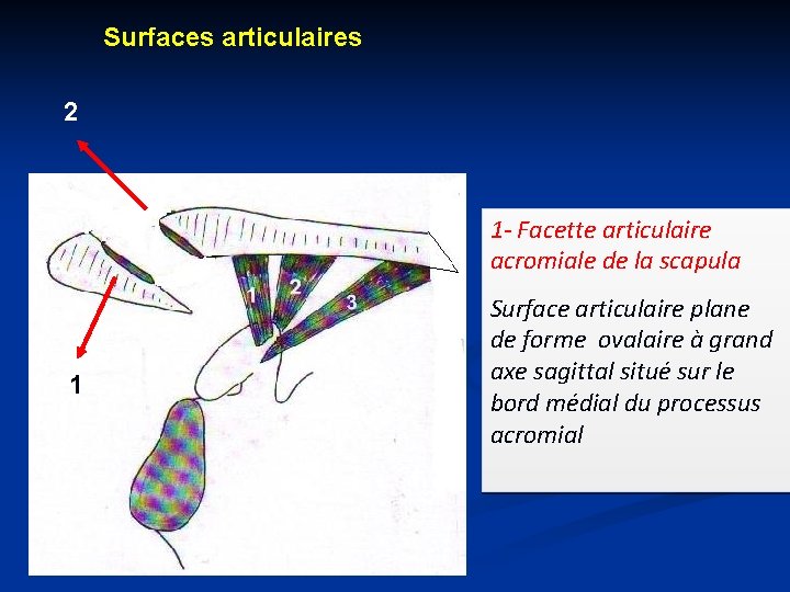 Surfaces articulaires 2 1 - Facette articulaire acromiale de la scapula 1 1 Surface