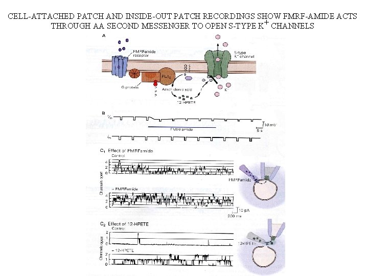 CELL-ATTACHED PATCH AND INSIDE-OUT PATCH RECORDINGS SHOW FMRF-AMIDE ACTS THROUGH AA SECOND MESSENGER TO