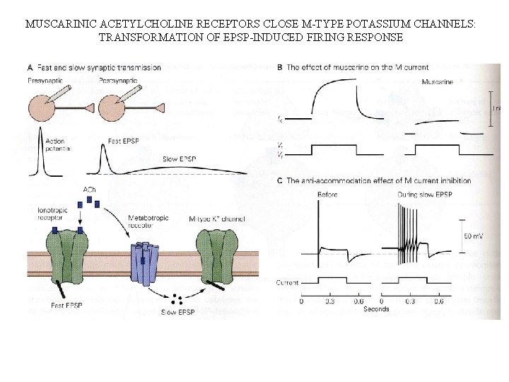 MUSCARINIC ACETYLCHOLINE RECEPTORS CLOSE M-TYPE POTASSIUM CHANNELS: TRANSFORMATION OF EPSP-INDUCED FIRING RESPONSE 