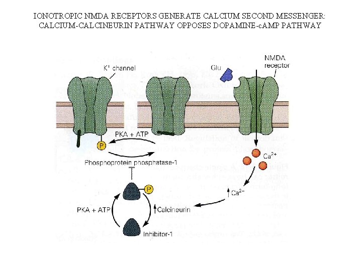 IONOTROPIC NMDA RECEPTORS GENERATE CALCIUM SECOND MESSENGER: CALCIUM-CALCINEURIN PATHWAY OPPOSES DOPAMINE-c. AMP PATHWAY 