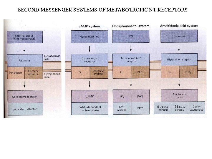 SECOND MESSENGER SYSTEMS OF METABOTROPIC NT RECEPTORS 