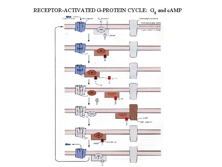 RECEPTOR-ACTIVATED G-PROTEIN CYCLE: Gs and c. AMP 