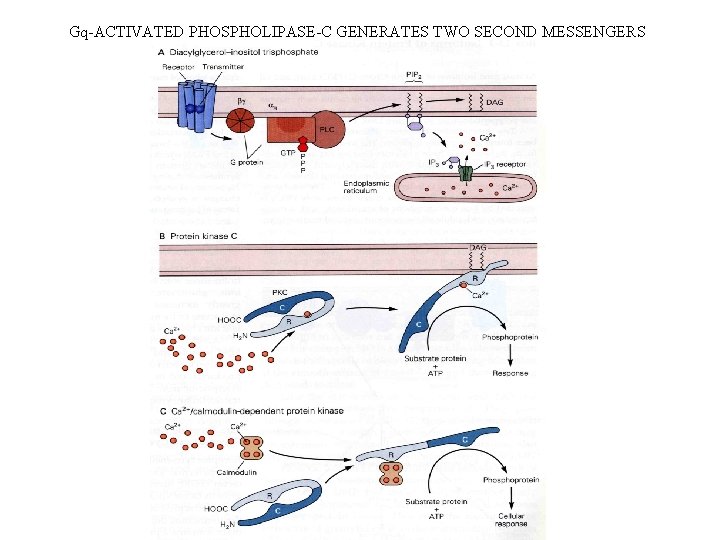 Gq-ACTIVATED PHOSPHOLIPASE-C GENERATES TWO SECOND MESSENGERS 