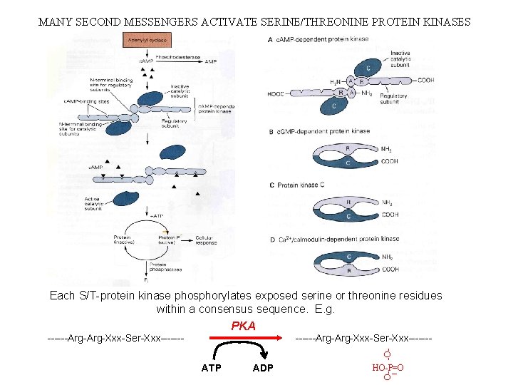 MANY SECOND MESSENGERS ACTIVATE SERINE/THREONINE PROTEIN KINASES Each S/T-protein kinase phosphorylates exposed serine or