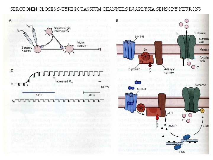 SEROTONIN CLOSES S-TYPE POTASSIUM CHANNELS IN APLYSIA SENSORY NEURONS 