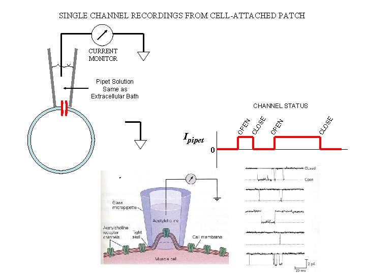 SINGLE CHANNEL RECORDINGS FROM CELL-ATTACHED PATCH CURRENT MONITOR Pipet Solution Same as Extracellular Bath