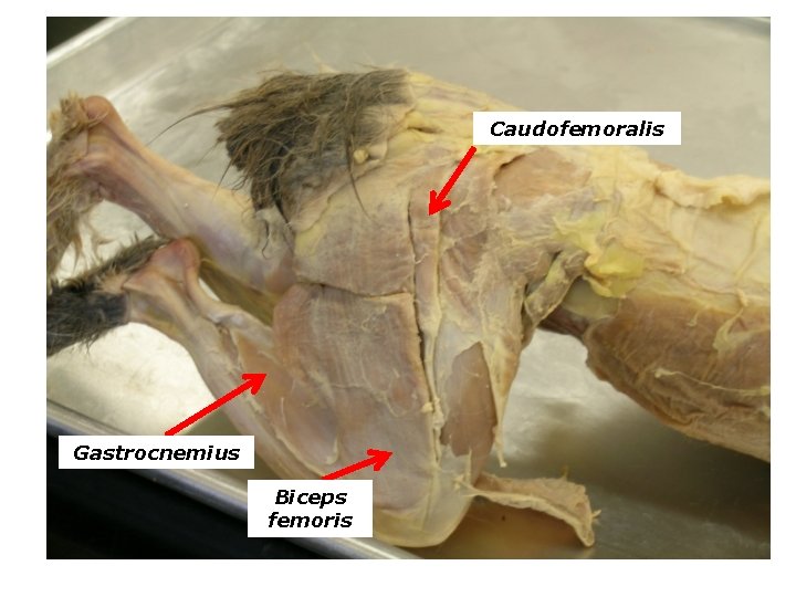 Caudofemoralis Gastrocnemius Biceps femoris 