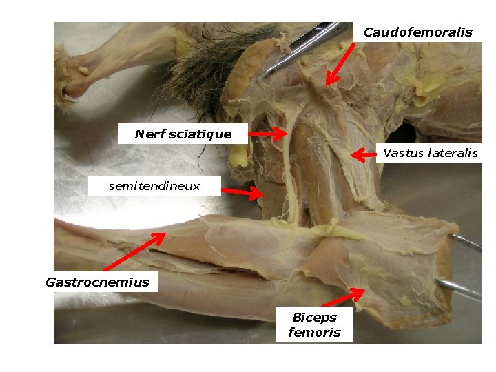 Caudofemoralis Nerf sciatique Vastus lateralis semitendineux Gastrocnemius Biceps femoris 