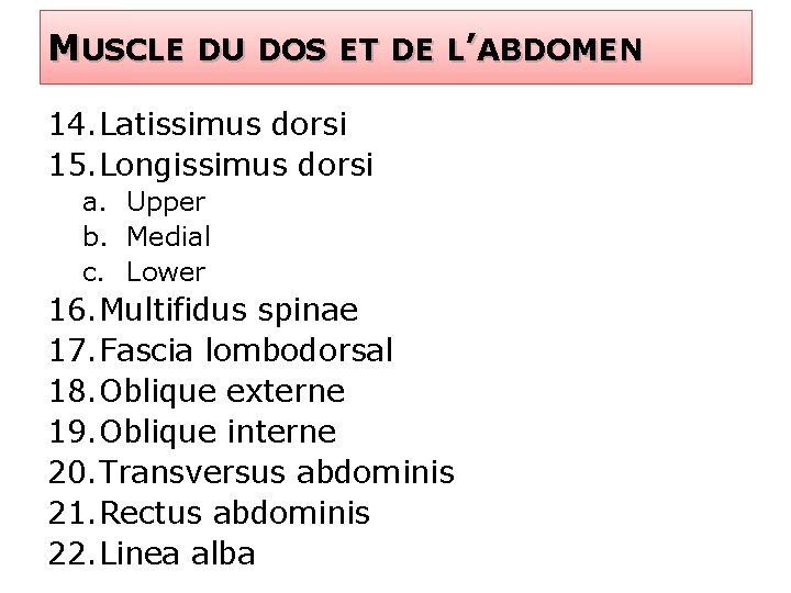 MUSCLE DU DOS ET DE L’ABDOMEN 14. Latissimus dorsi 15. Longissimus dorsi a. Upper