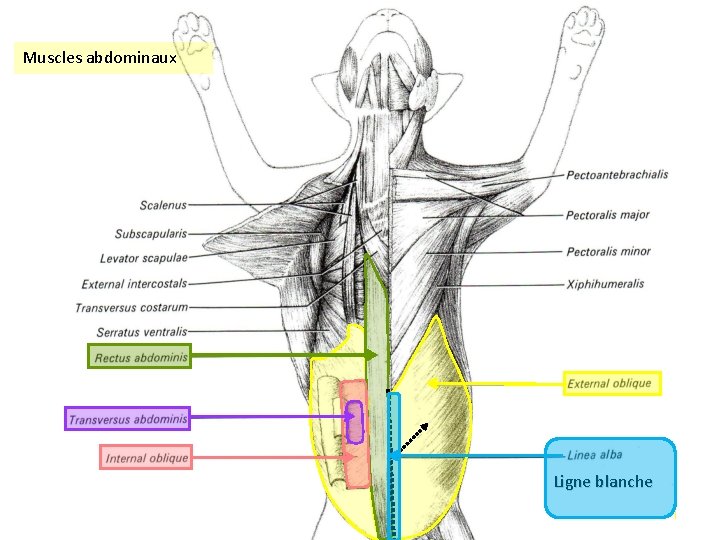 Muscles abdominaux Ligne blanche - Dissection des muscles - 20 