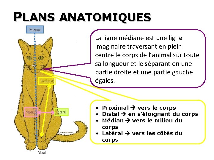 PLANS ANATOMIQUES La ligne médiane est une ligne imaginaire traversant en plein centre le