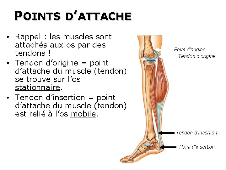 POINTS D’ATTACHE Point d’origine Tendon d’origine Sens du mouvement • Rappel : les muscles