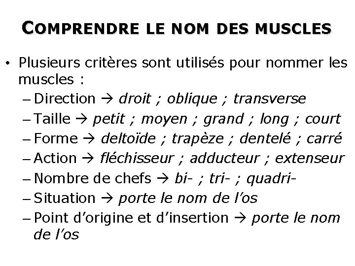 COMPRENDRE LE NOM DES MUSCLES • Plusieurs critères sont utilisés pour nommer les muscles