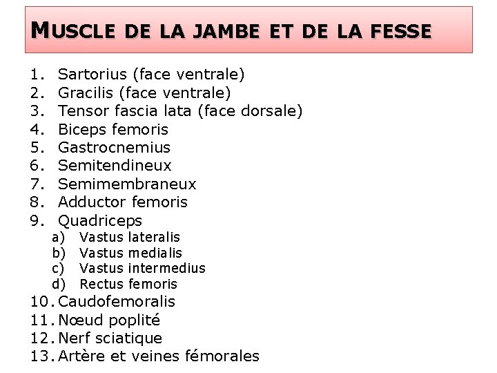 MUSCLE DE LA JAMBE ET DE LA FESSE 1. 2. 3. 4. 5. 6.