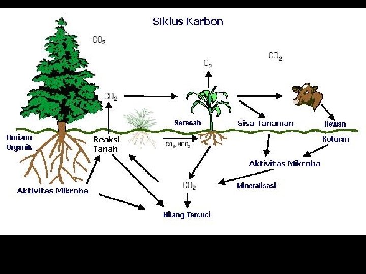 Siklus C: fotosintesis menyebabkan asimilasi CO 2 atmosfer yang diimbangi oleh dekomposisi sisa tanaman