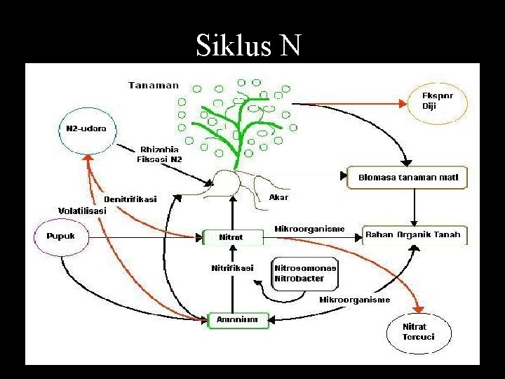 Siklus N 