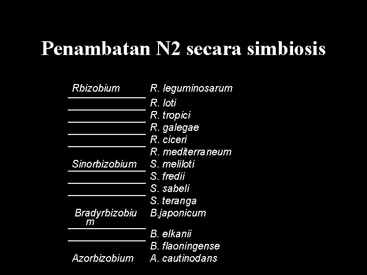 Penambatan N 2 secara simbiosis Rbizobium Sinorbizobium Bradyrbizobiu m Azorbizobium R. leguminosarum R. loti