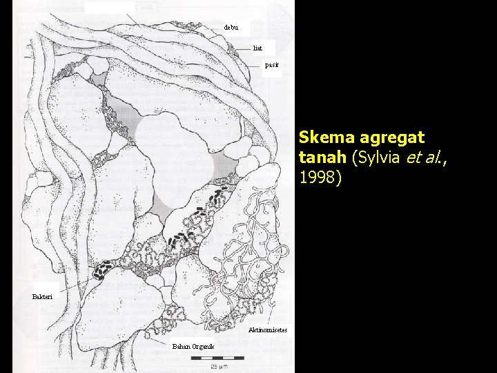 debu liat pasir Skema agregat tanah (Sylvia et al. , 1998) Bakteri Aktinomisetes Bahan