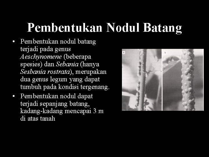 Pembentukan Nodul Batang • Pembentukan nodul batang terjadi pada genus Aeschynomene (beberapa spesies) dan