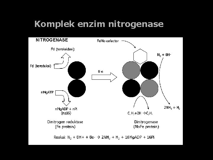 Komplek enzim nitrogenase 